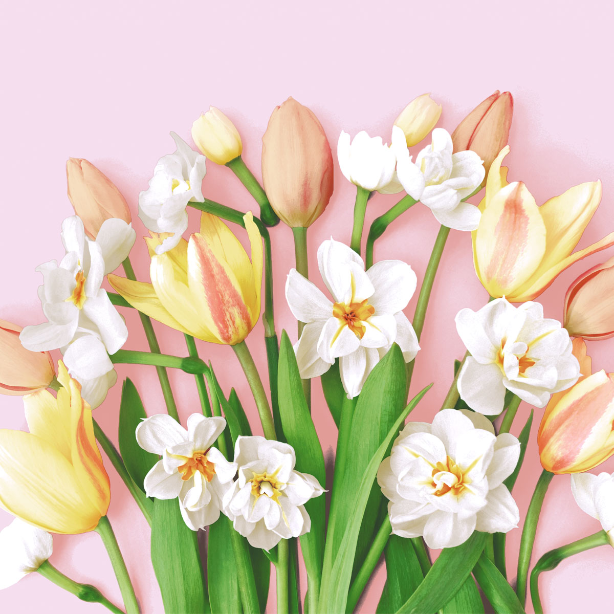 Șervețele 3-ply 33X33cm Tulip Joy, 20buc